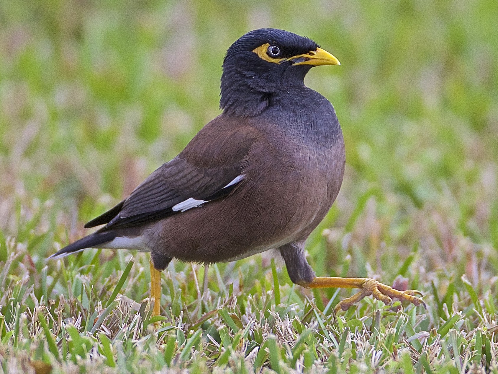 picture of mynah bird