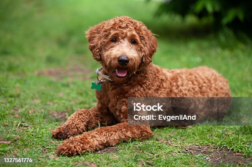 pictures of labradoodles