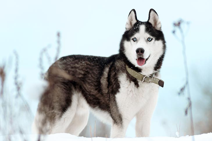 pictures of siberian huskies