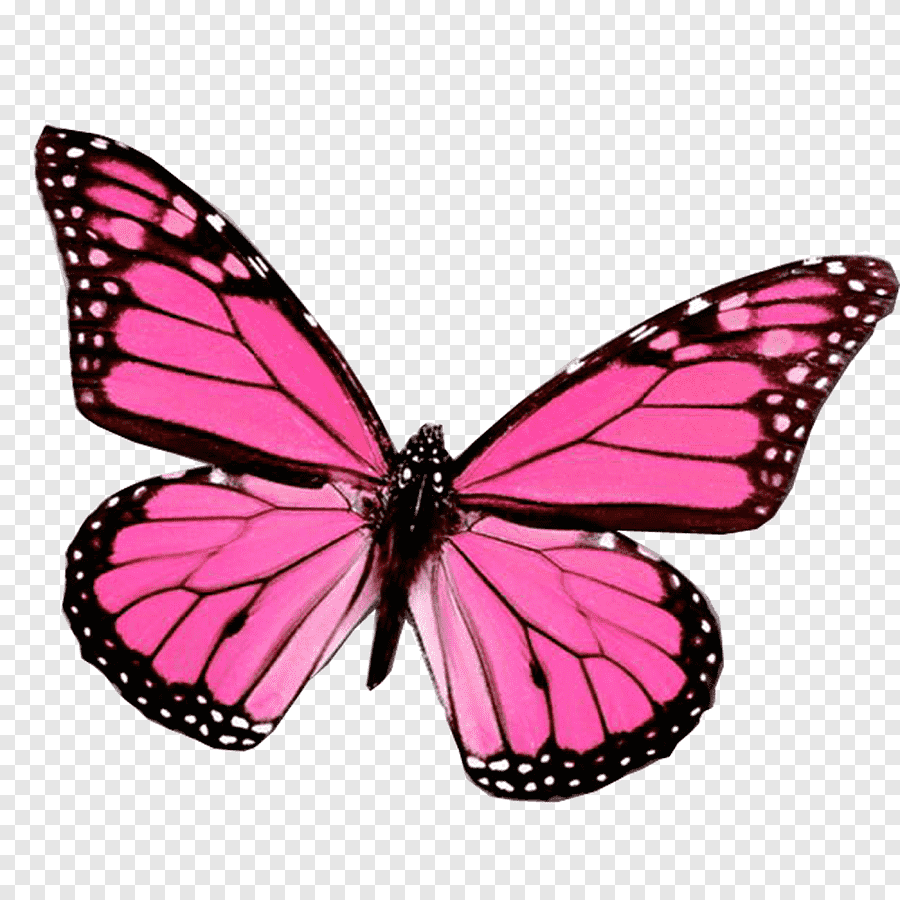 pink butterfly pictures