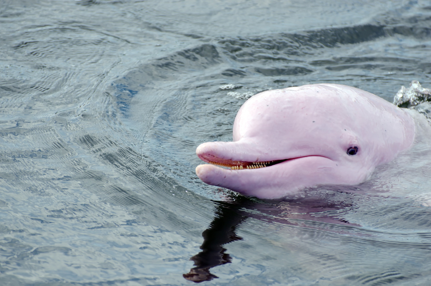 pink dolphin animal