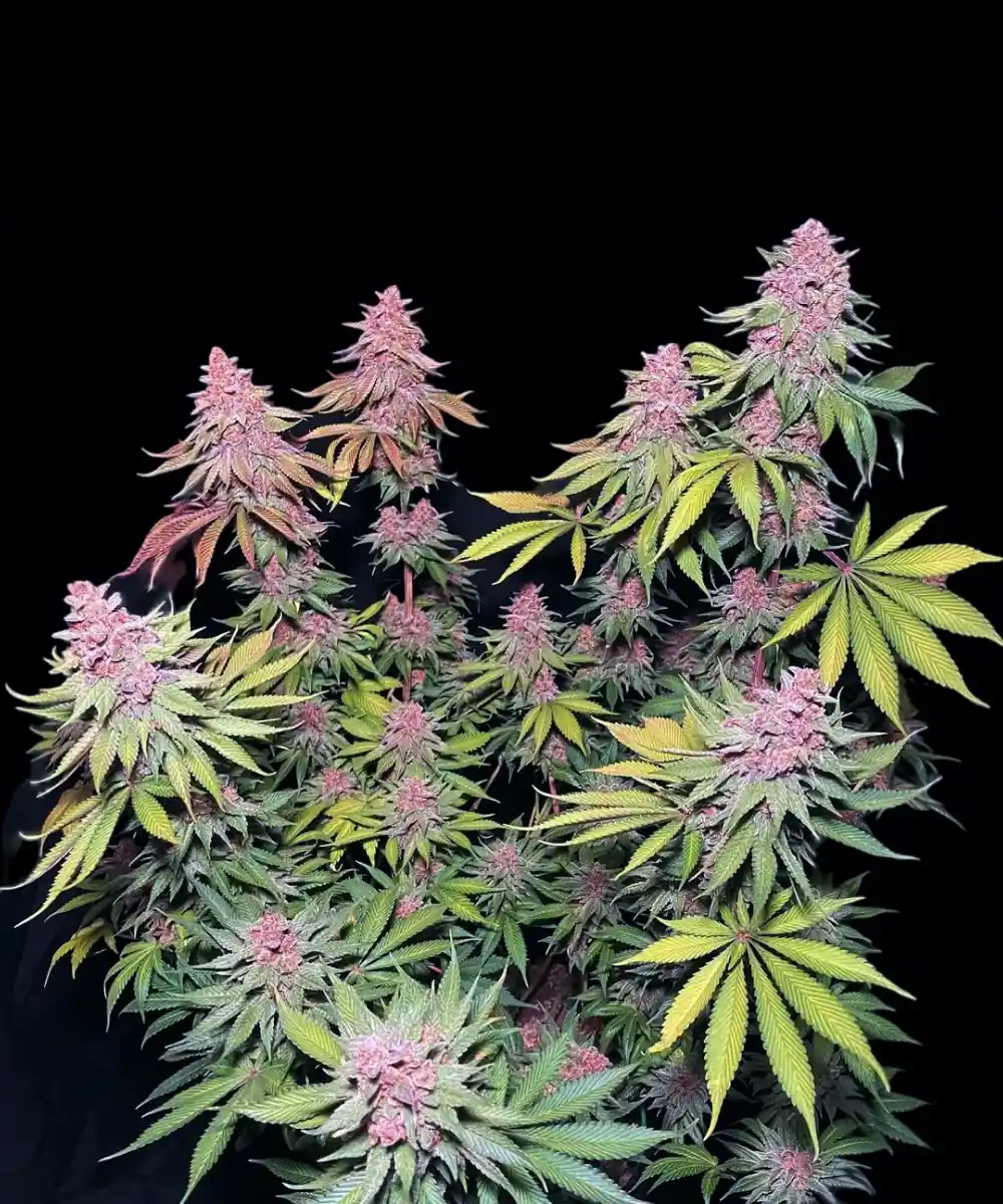 pink truffles strain