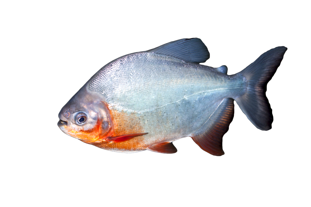 piranha pronunciation in english