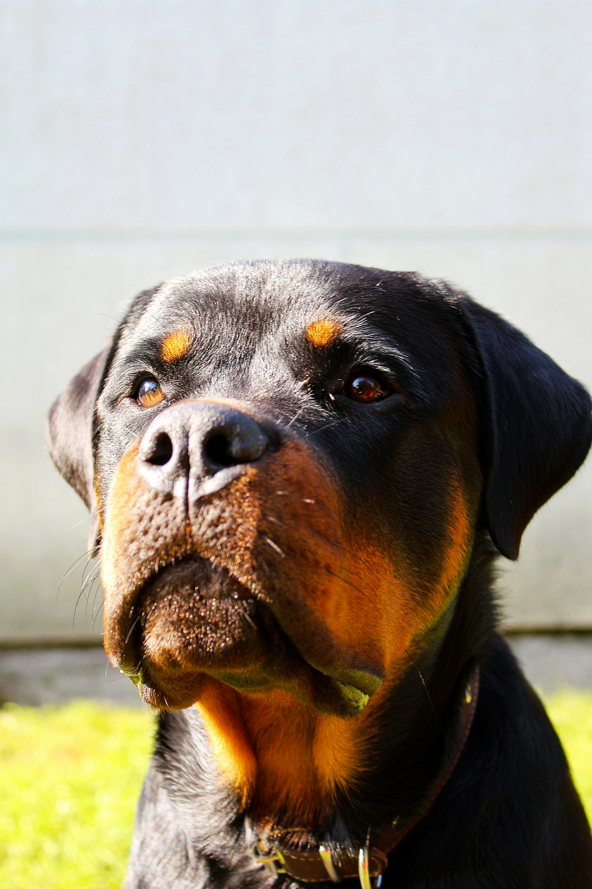 pit and rott mix