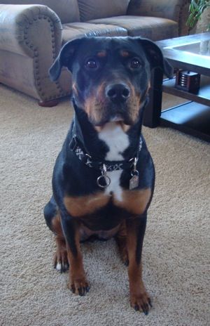 pit bull mixed with rottweiler