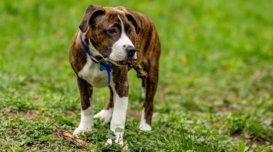 pitbull/boxers mix