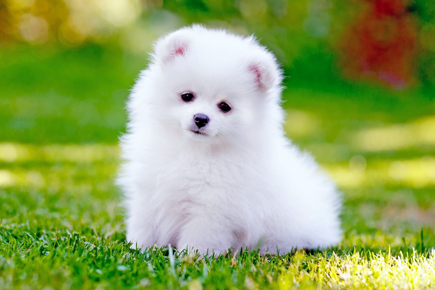 pom dog