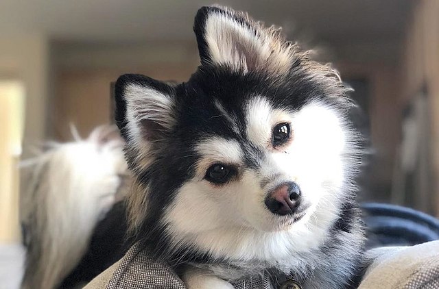 pom husky mix