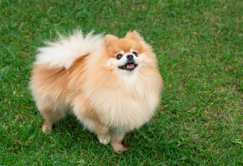 pomeranian price