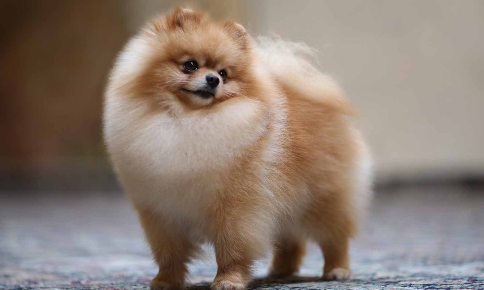 pomeranian pup