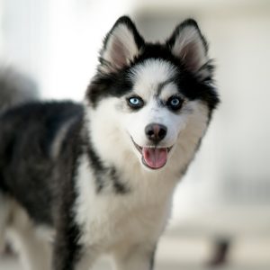 pomsky for sale