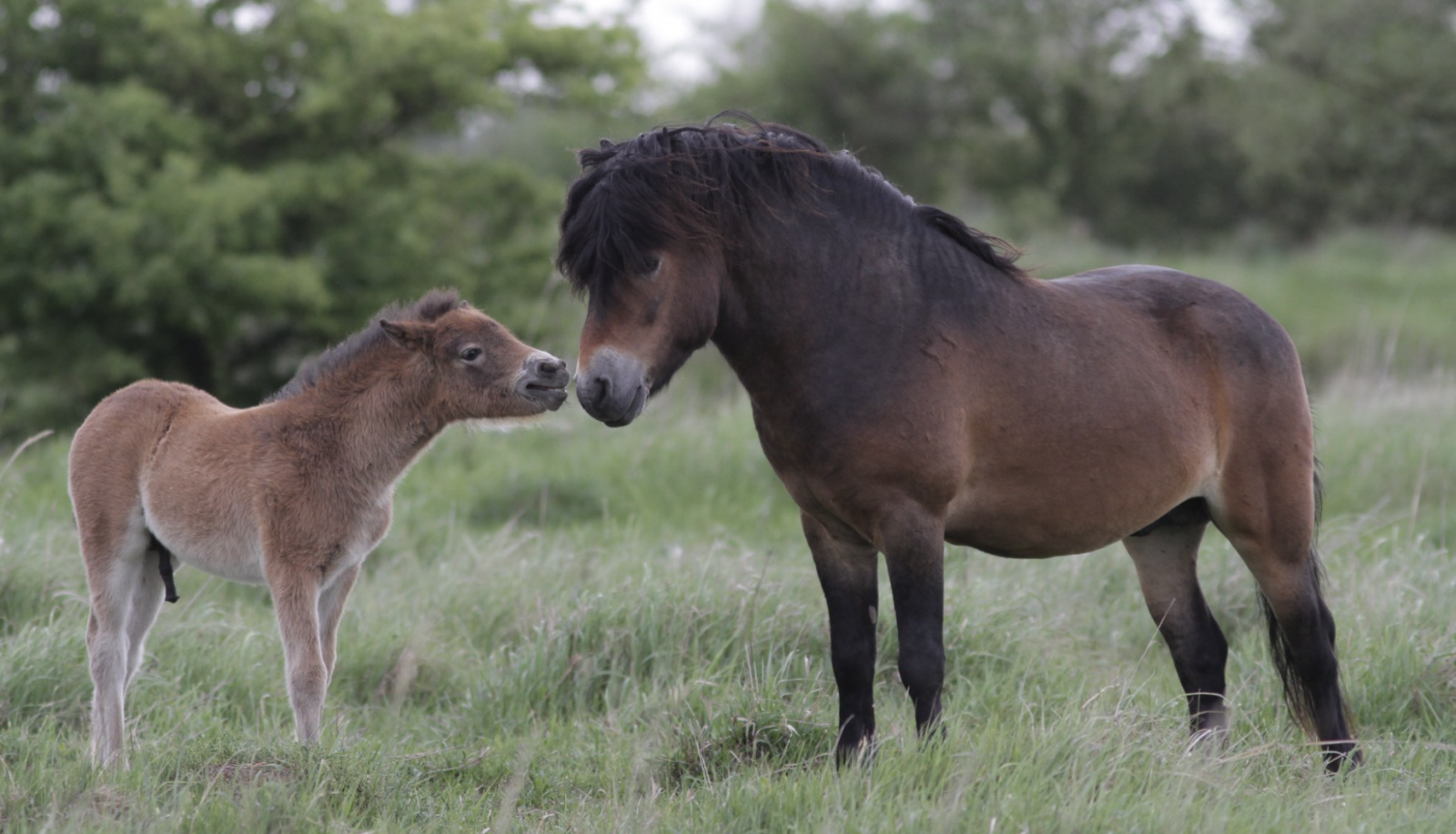 ponies for sale