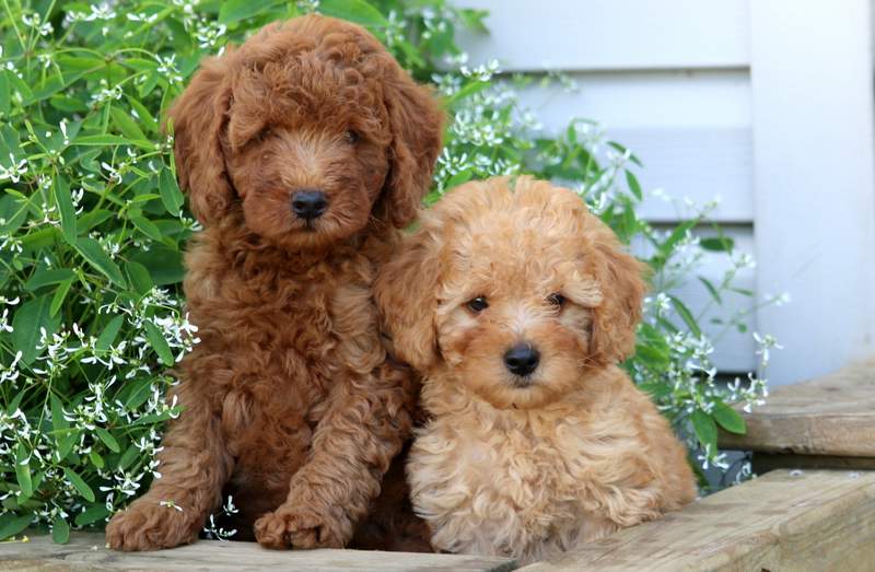 poodle mixes for sale