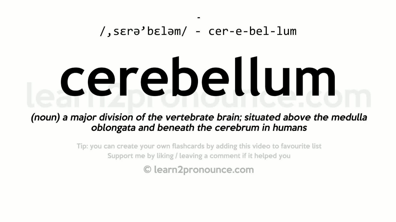 pronunciation of cerebellum