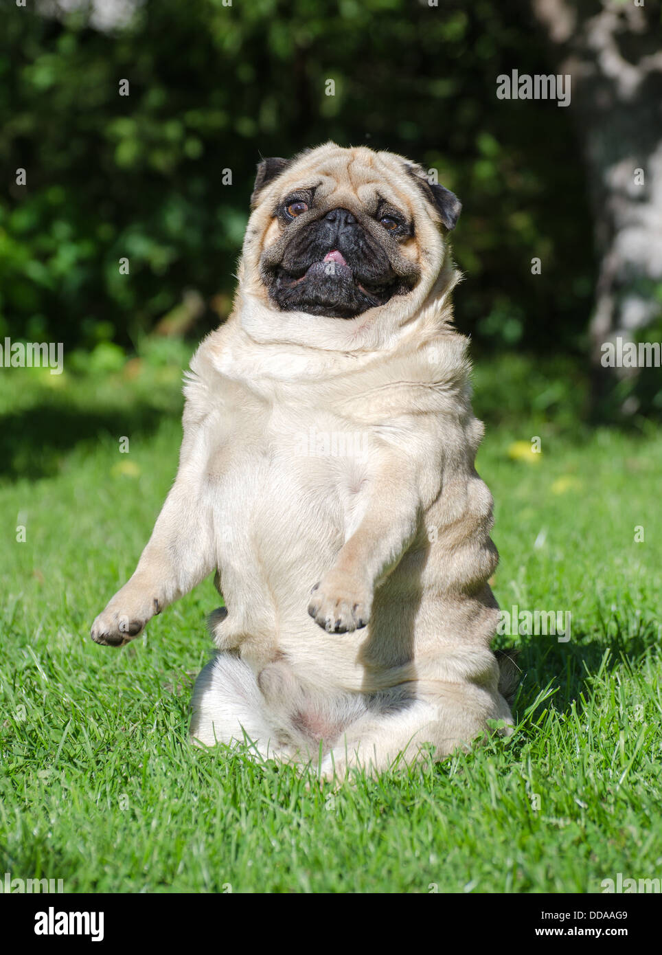 pug gracioso