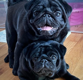 pugs for sale