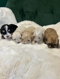 puppies for sale pets4homes