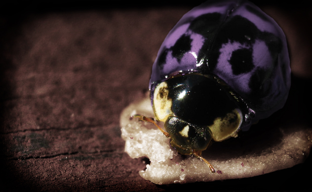 purple lady bugs