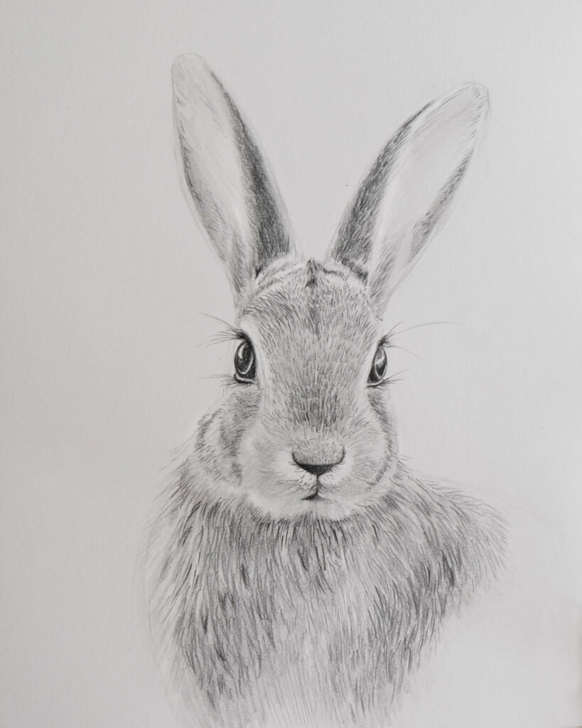 rabbit pencil drawing images