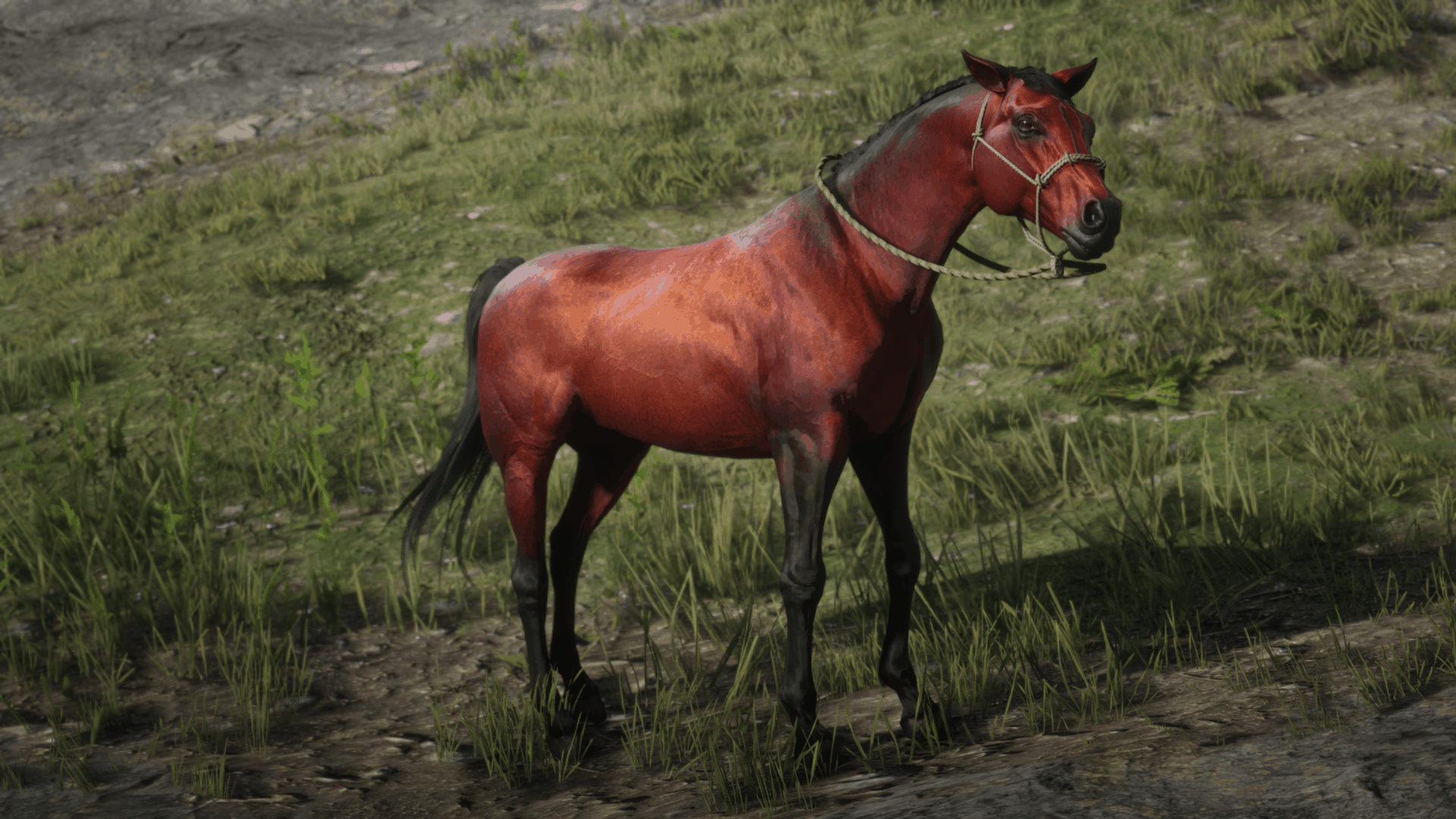 red arabian horse rdr2