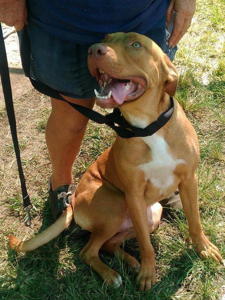 red collar rescue bundaberg