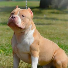 red nose bully pitbull