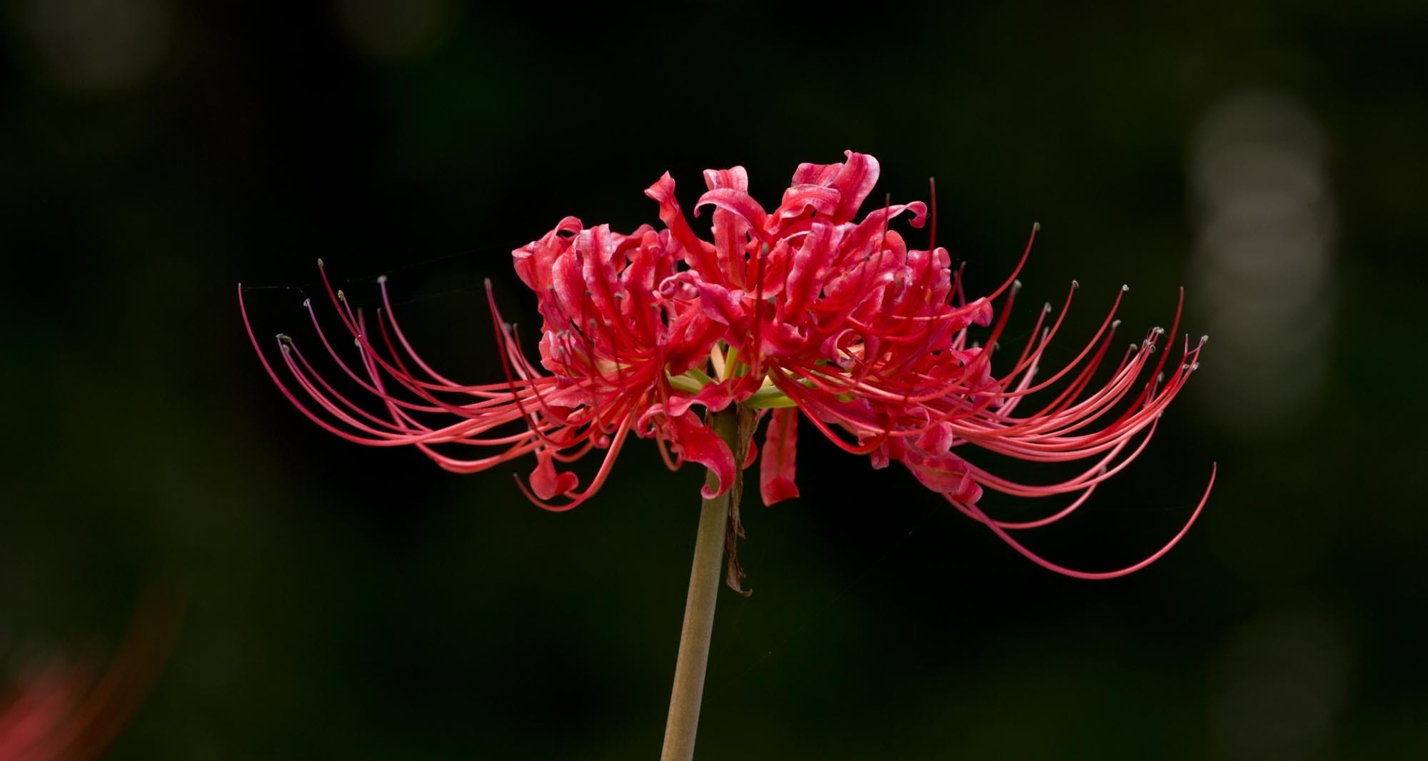 red spider lily meaning