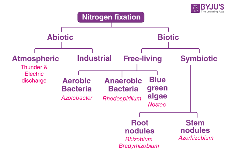 rhizobium is aerobic or anaerobic