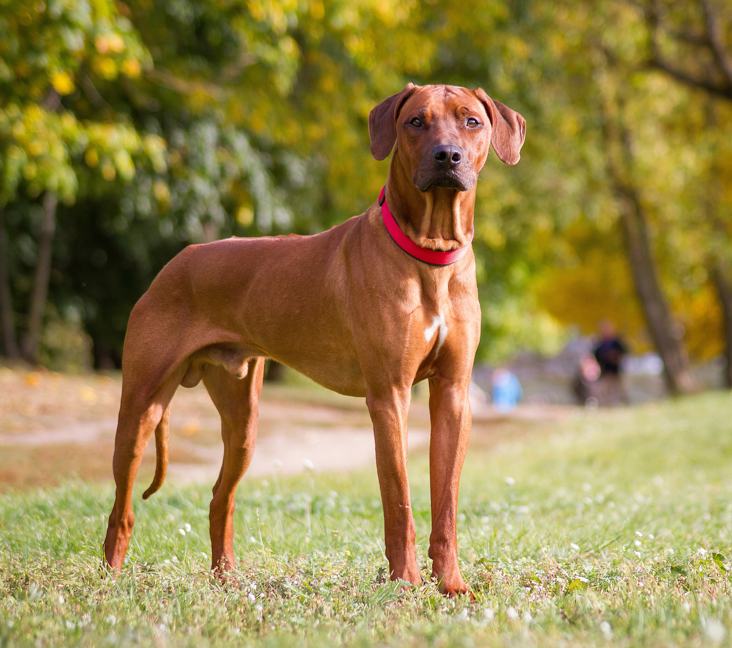 rhodesian ridgeback san diego