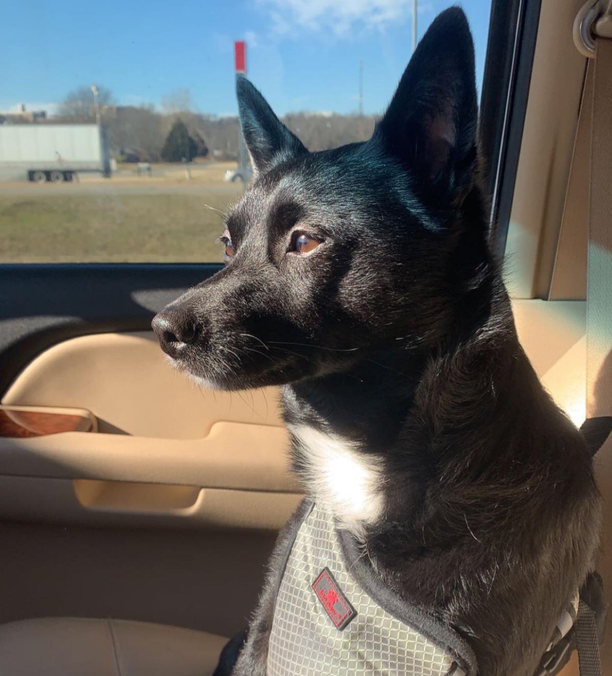 schipperke terrier mix