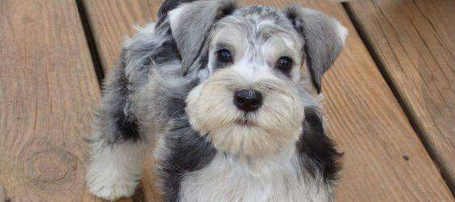 schnauzer rescue near me