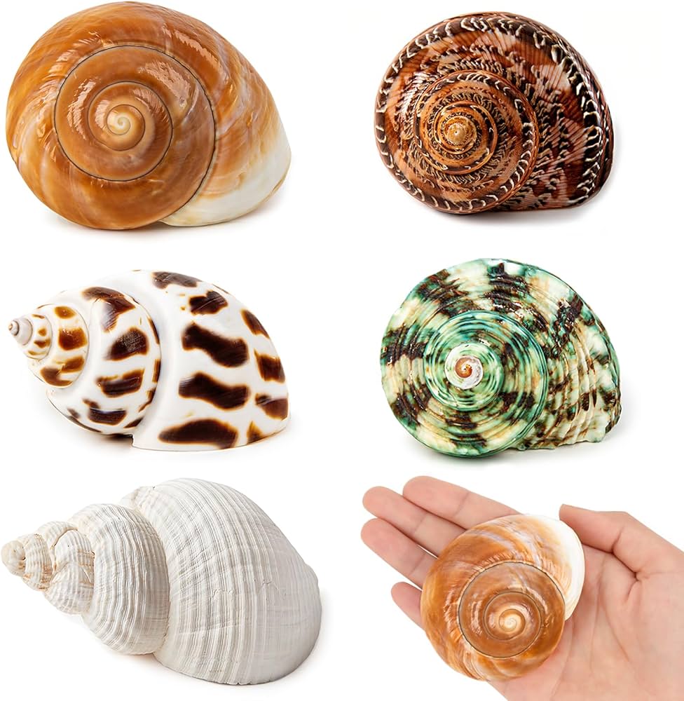 sea shells for hermit crabs