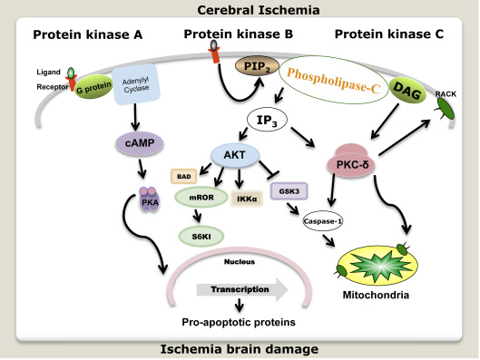 serine protein kinase