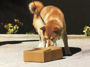 shiba inu fanciers of northern california