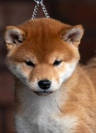 shiba inu puppies for sale uk