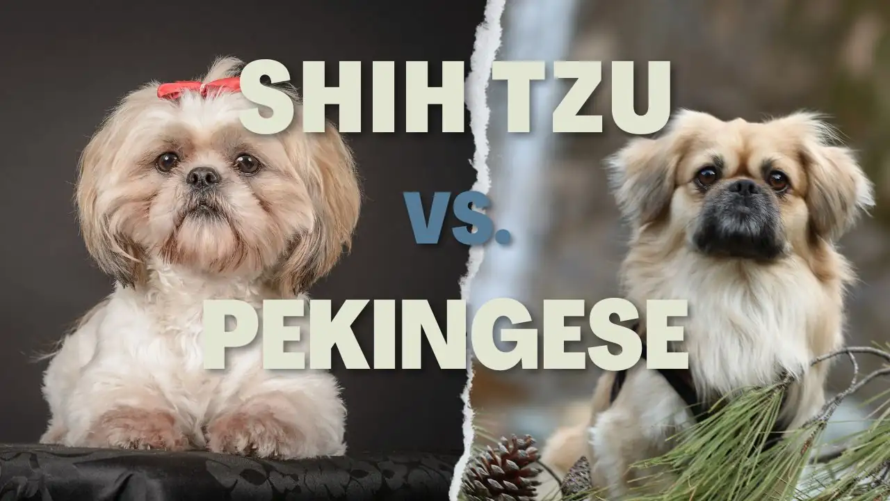 shih tzu and pekingese