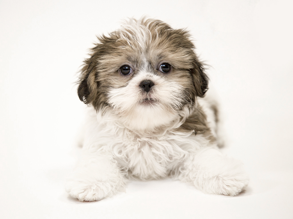 shih tzu cross for sale