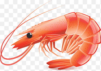 shrimp clipart