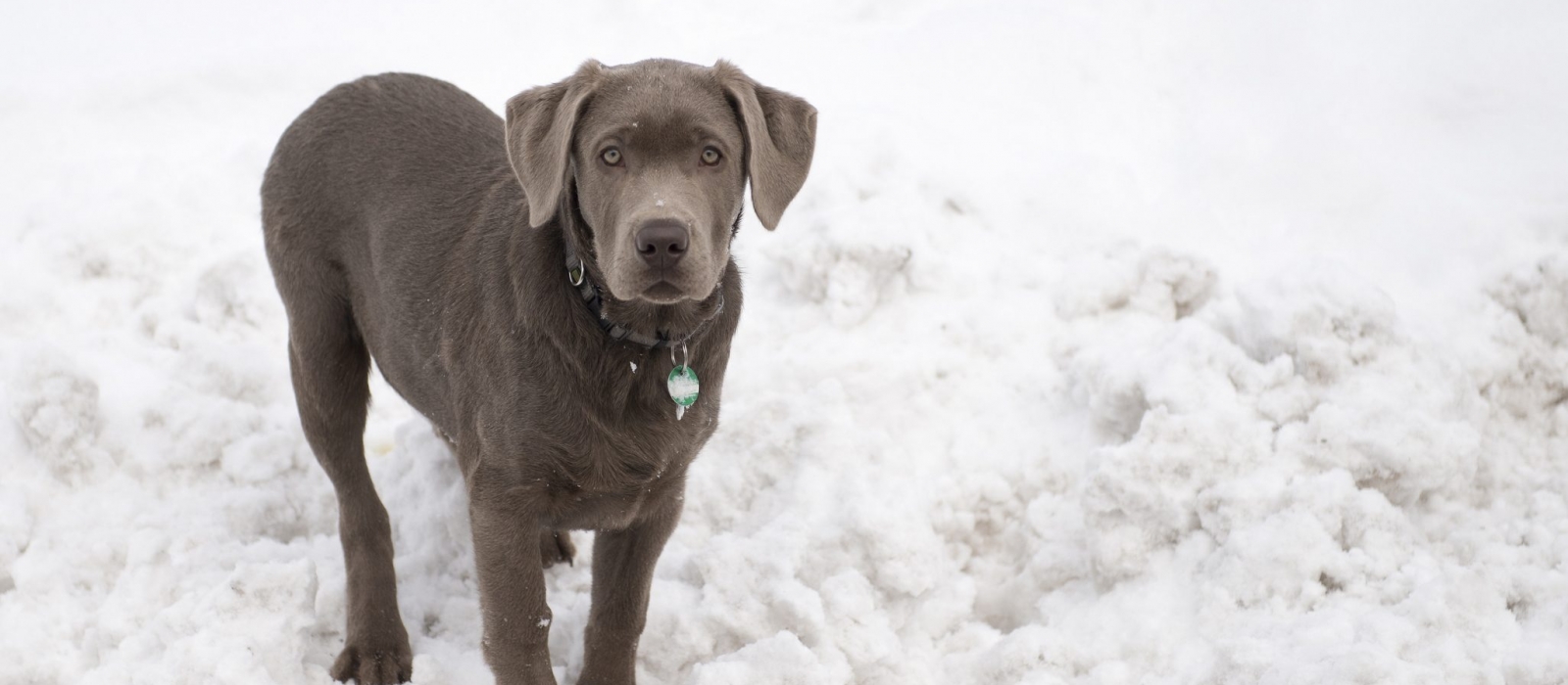 silver lab puppies for sale in wisconsin