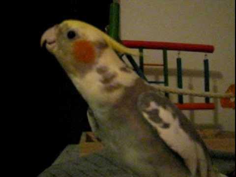 singing cockatiels