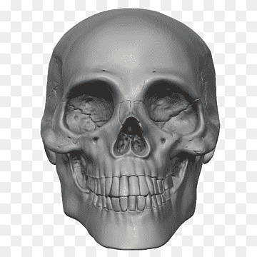 skeleton head png