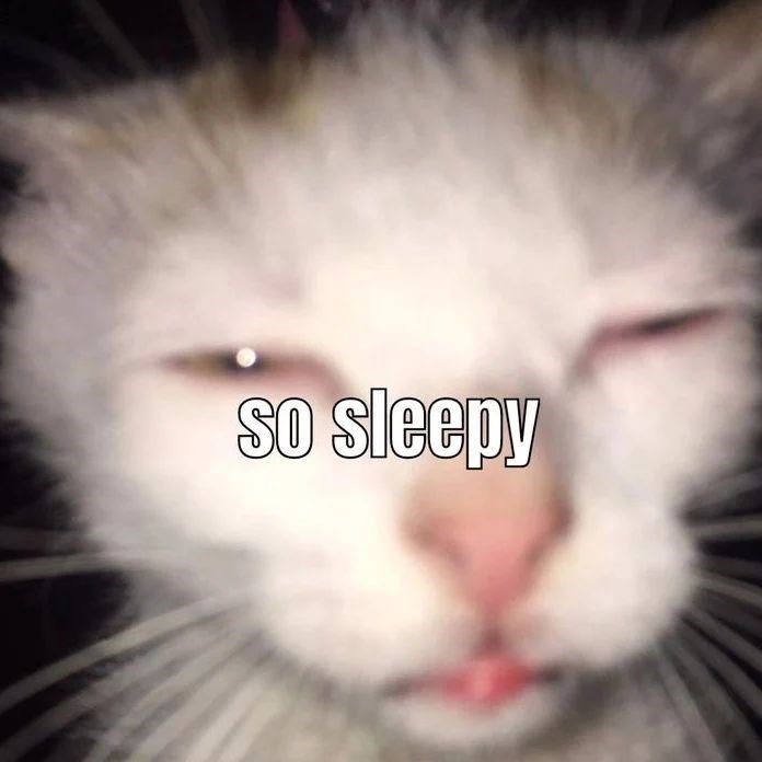 sleepy cat meme