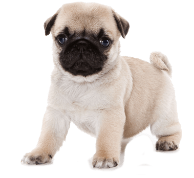 small dog breed puppies for sale