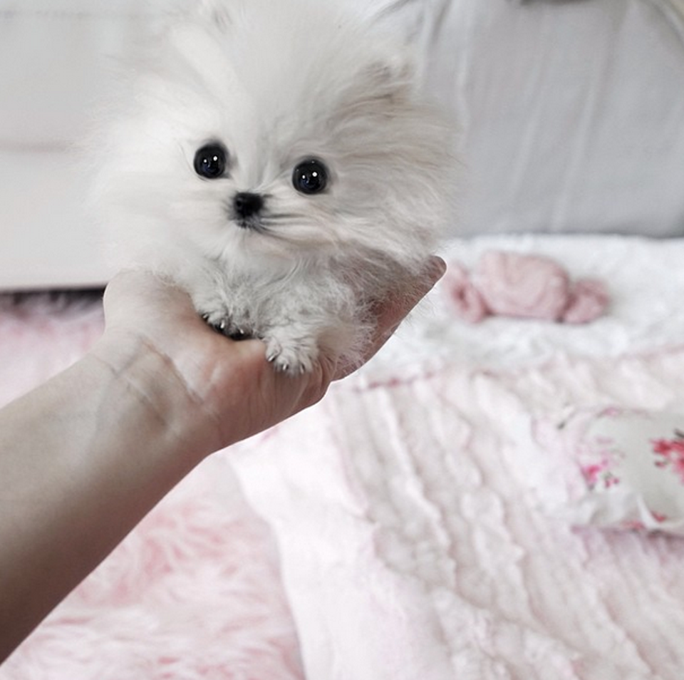 smallest pomeranian