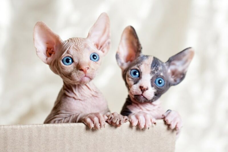 sphynx kittens for sale