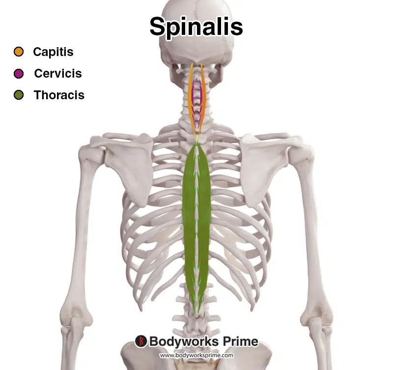 spinalis origin and insertion