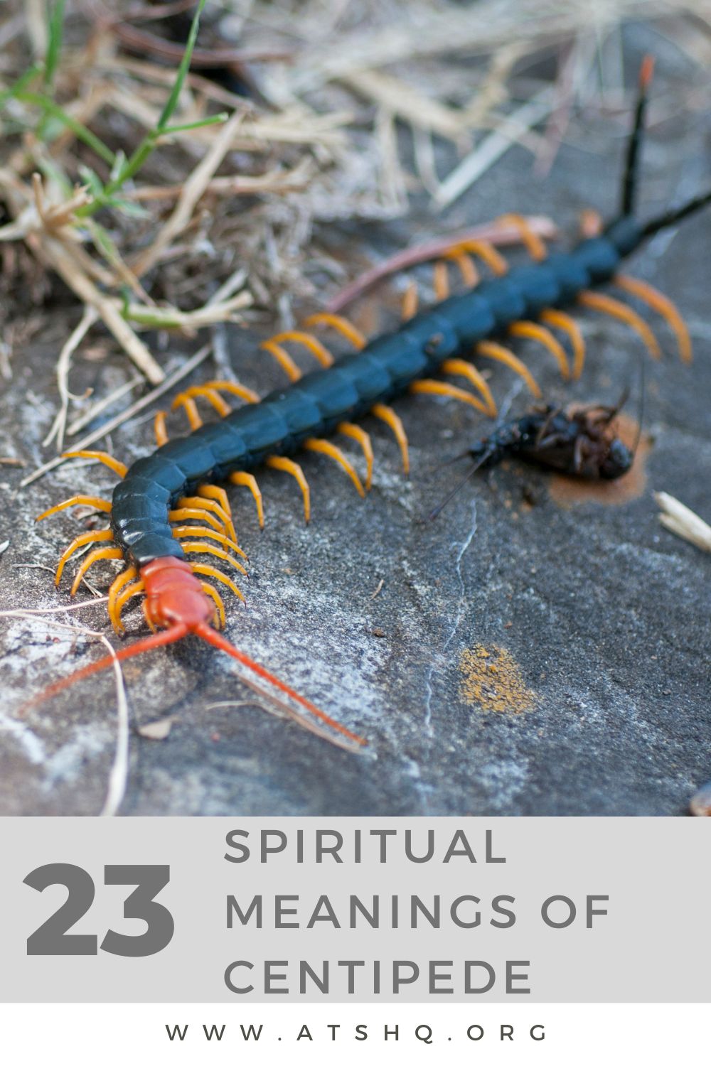 spiritual meaning centipede