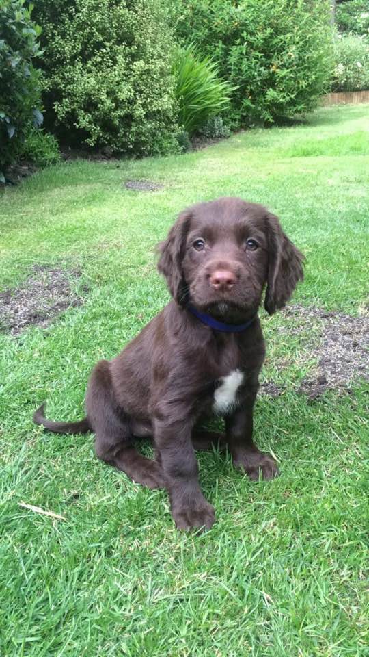 sproker spaniel puppies