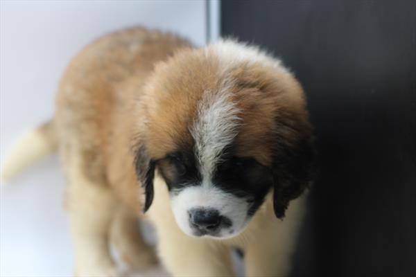 st bernard puppies colorado