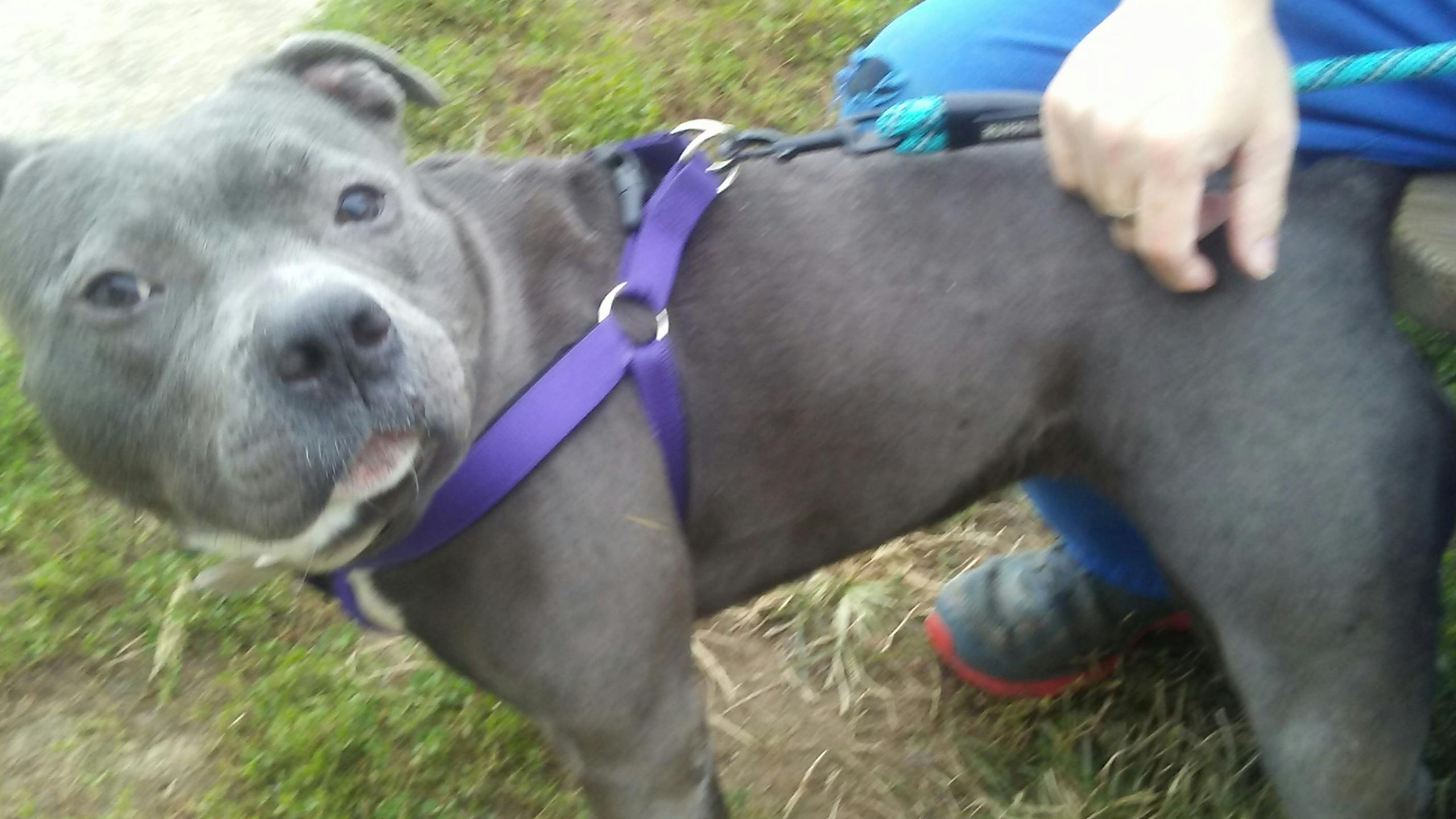 staffordshire bull terrier names male